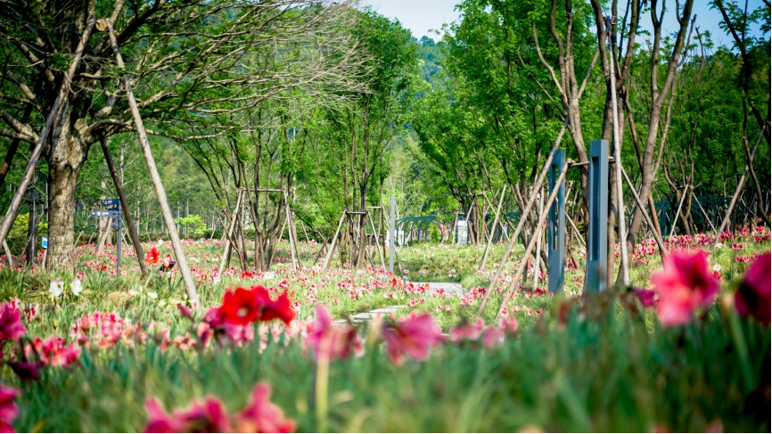 林下花海1.png