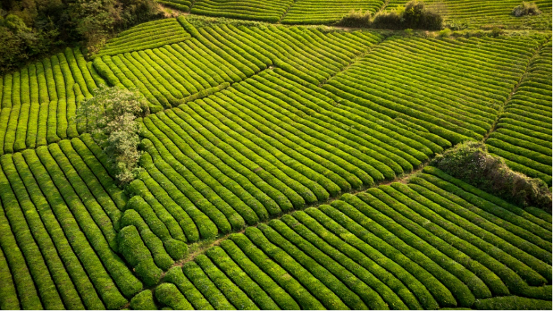 生态茶园