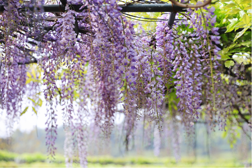 紫藤湾（4-5月）